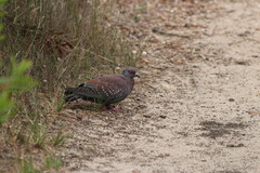 Columba guinea phaeonota