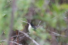 Laniarius ferrugineus ferrugineus