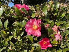 Camellia sasanqua