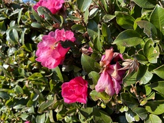Camellia sasanqua