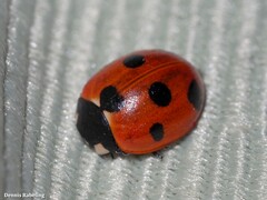 Coccinella algerica