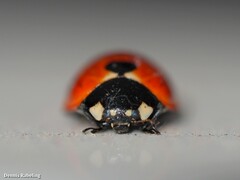 Coccinella algerica