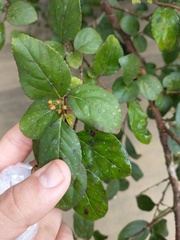 Xylosma glaberrima
