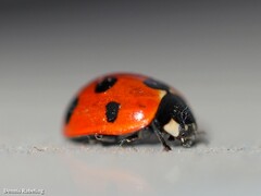 Coccinella algerica