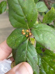 Xylosma glaberrima
