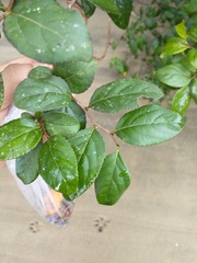 Xylosma glaberrima
