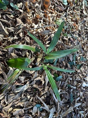 Trachycarpus fortunei