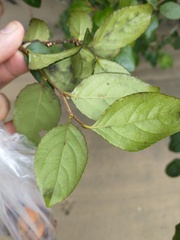 Xylosma glaberrima