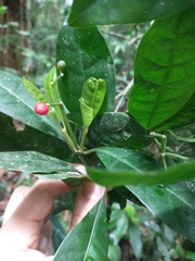 Psychotria