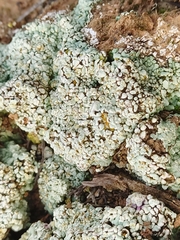 Squamarina cartilaginea