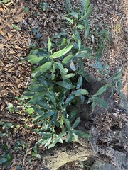 Quercus myrsinifolia