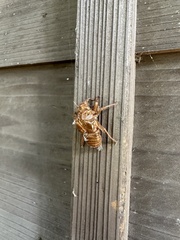 Graptopsaltria nigrofuscata