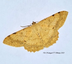 Luxiaria emphatica