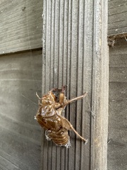 Graptopsaltria nigrofuscata