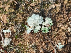 Squamarina cartilaginea