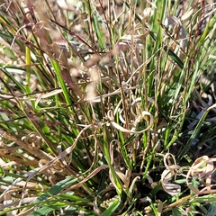 Panicum hallii