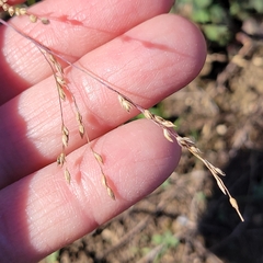 Panicum hallii