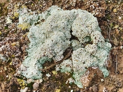 Squamarina cartilaginea