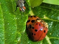 Harmonia axyridis