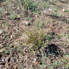 Panicum hallii