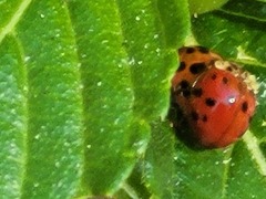 Harmonia axyridis