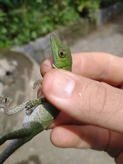 Anolis punctatus