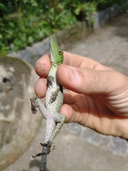 Anolis punctatus