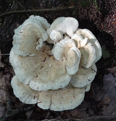Bondarzewia berkeleyi