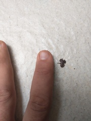 Brachycephalus hermogenesi