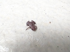 Brachycephalus hermogenesi