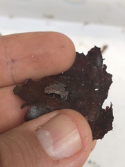 Brachycephalus hermogenesi