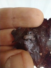 Brachycephalus hermogenesi