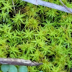 Tortella