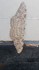 Thysania agrippina