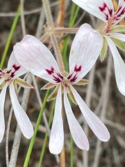 Pelargonium pinnatum