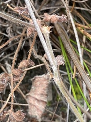 Pelargonium pinnatum