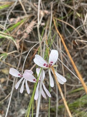 Pelargonium pinnatum