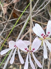 Pelargonium pinnatum