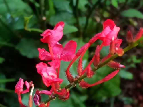 Whorled plantain (Plumbago indica)