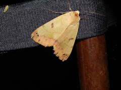 Ophiusa tirhaca