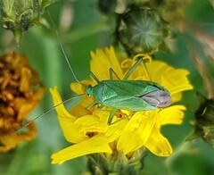 Calocoris affinis