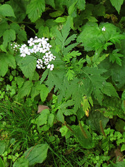 Achillea macrophylla