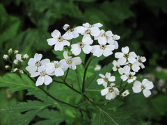 Achillea macrophylla