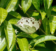 Protogoniomorpha parhassus
