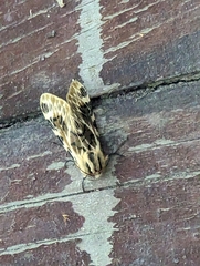 Hypercompe nemophila