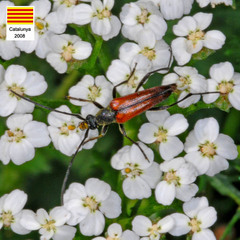 Stenurella bifasciata