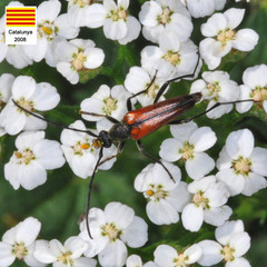 Stenurella bifasciata