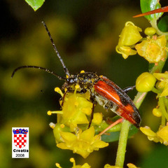 Stenurella bifasciata