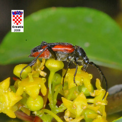 Stenurella bifasciata