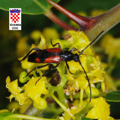 Stenurella bifasciata